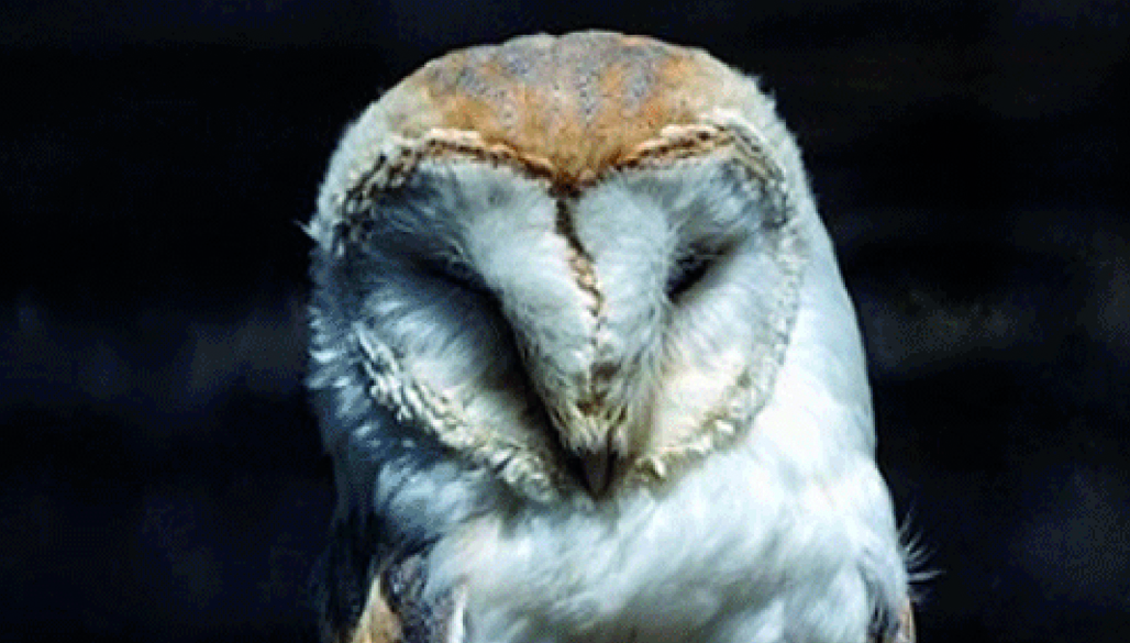 Les rapaces nocturnes